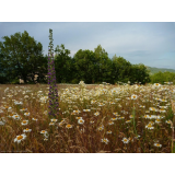 photo miniature